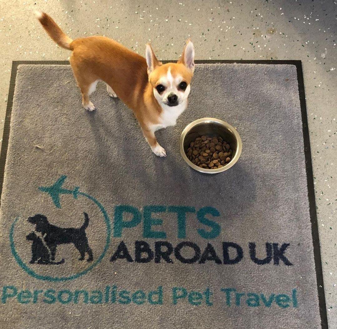 Felpudo gris con logotipo Pets Abroad